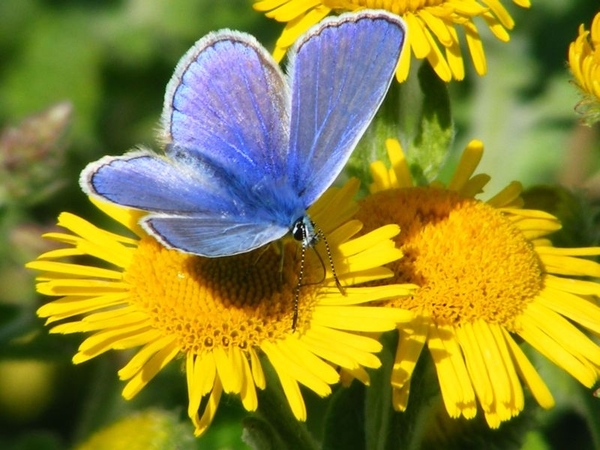 icarusblauwtje man Polyomatus icarus1