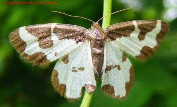 Lomaspilis marginata L. Geometridae