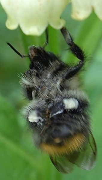 met mijn achterpoten kan ik het stuifmeel nét bij mekaar houden