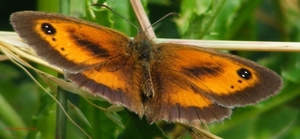 Oranje Zandoogje Maniola tithonius (Satyridae)