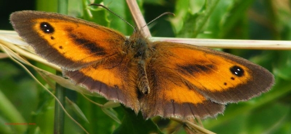 Oranje Zandoogje Maniola tithonius (Satyridae)