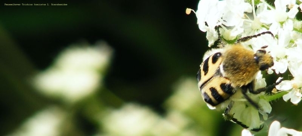 Penseelkever Trichius fasciatus L. Scarabaeidae