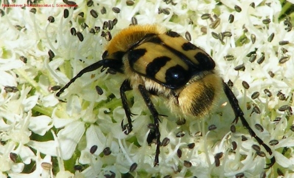 Penseelkever Trichius fasciatus L. Scarabaeidae1