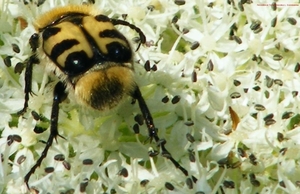 Penseelkever Trichius fasciatus L. Scarabaeidae2