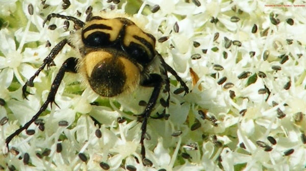 Penseelkever Trichius fasciatus L. Scarabaeidae3