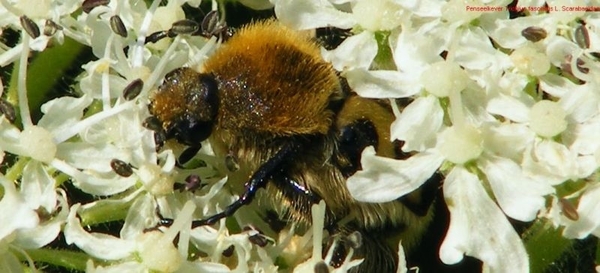 Penseelkever Trichius fasciatus L. Scarabaeidae5