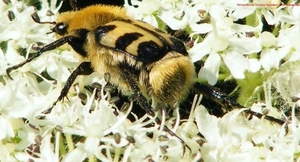 Penseelkever Trichius fasciatus L. Scarabaeidae6