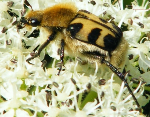 Penseelkever Trichius fasciatus L. Scarabaeidae7