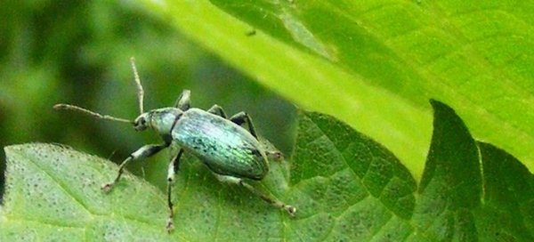 Phyllobius pomaceus (Coleoptera)