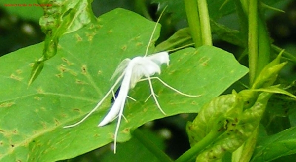 Vedermot familie der Pterophoridae