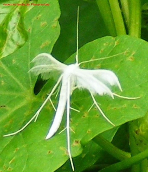 Vedermot familie der Pterophoridae1