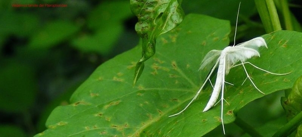 Vedermot familie der Pterophoridae2