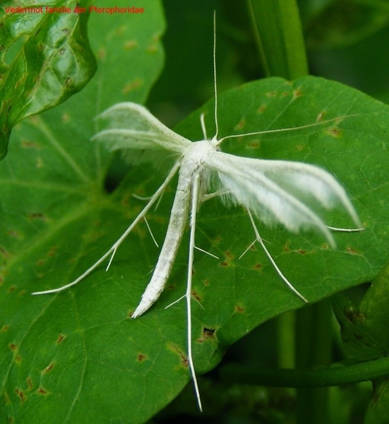 Vedermot familie der Pterophoridae4