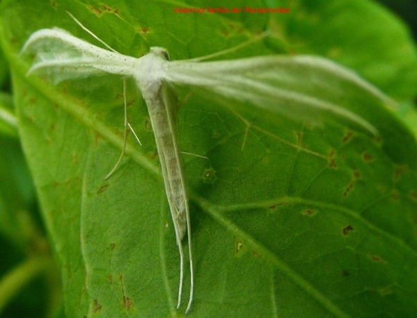 Vedermot familie der Pterophoridae6