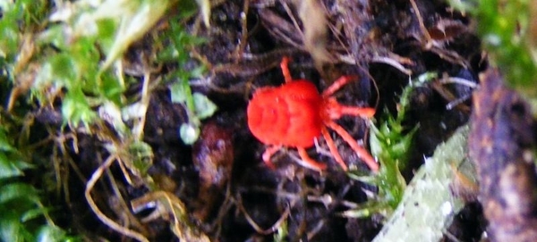 vleesetende fluweelmijt