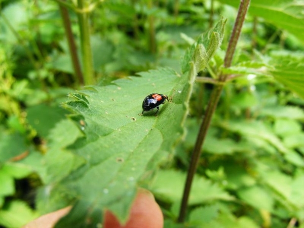 wolken in een lieveheersbeestje
