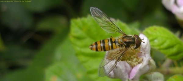 zweefvlieg Episyrphus balteatus De Geer Syrphidae1