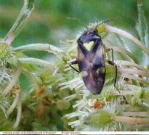 Amblyteles armatorius (Hymenoptera)