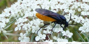 Arge pagana (Hymenoptera Symphyta)