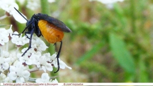 Arge pagana (Hymenoptera Symphyta)1