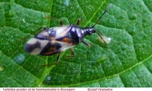 Bladluiswants Anthocoris nemorum (Hemiptera Anthocoridae)1