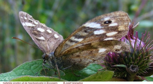 Bont zandoogje Pararge aegeria (Satyridae)