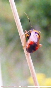Deraeocoris ruber (Hemiptera)