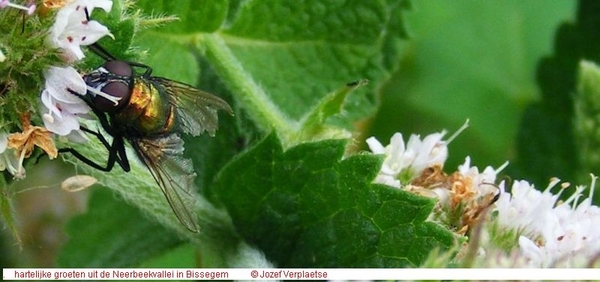 Groene vleesvlieg Lucilia caesar (Diptera) met sterk verminkte vl