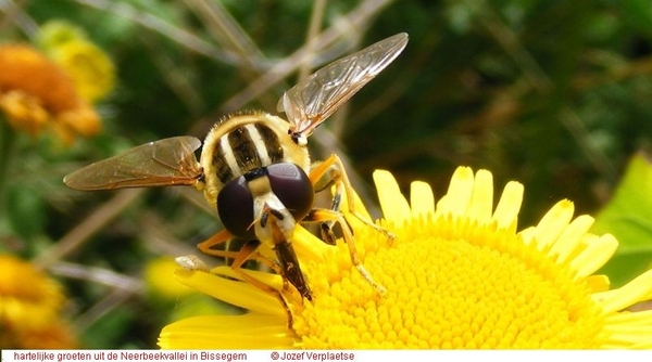 Helophilus trivittatus (Diptera)