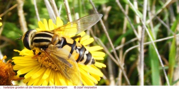 Helophilus trivittatus (Diptera)3