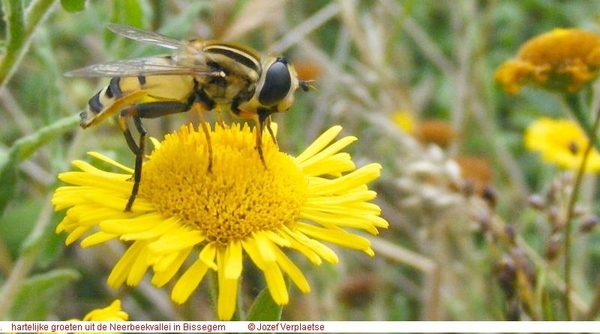 Helophilus trivittatus (Diptera)4