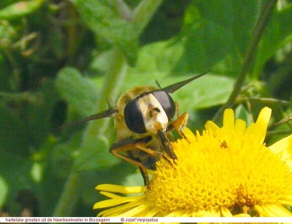 Helophilus trivittatus (Diptera)5 heb je de stabilisatievinnengez