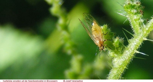 Psylla mali (Psyllidae)1