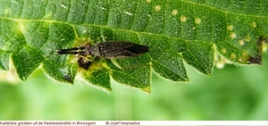 Heterotoma planicornis (Hemiptera)1