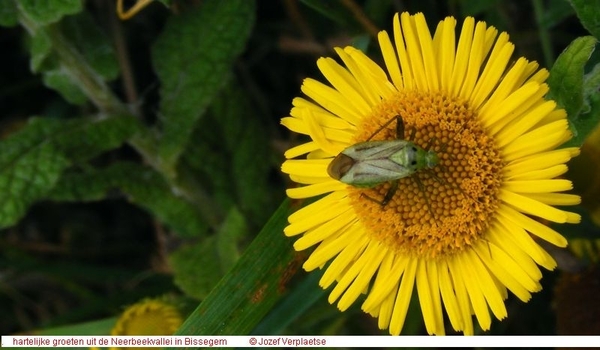 Stenotus Binotatus (Hemiptera)1