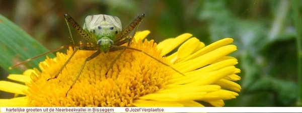 Stenotus Binotatus (Hemiptera)2