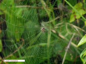 als een spin in een web