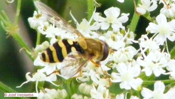 Bessenzweefvlieg Syrphus ribesii