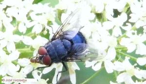 blauwe vleesvlieg Calliphora vomitoria