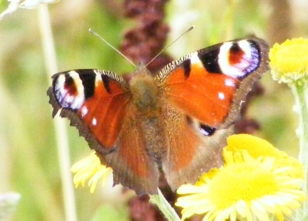 dagpauwoog Nymphalis io (Nymphalidae)