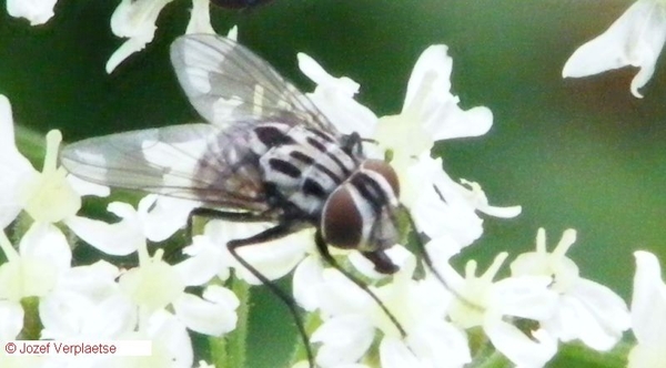 Dambordvlieg Sarcophaga carnaria