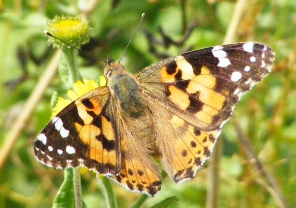 distelvlinder Vanessa cardui (Nymphalidae)