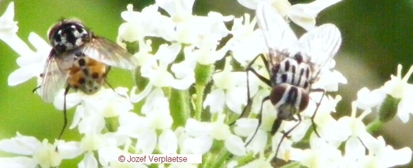 Graphomyia maculata links man rechts vrouw soort huisvlieg