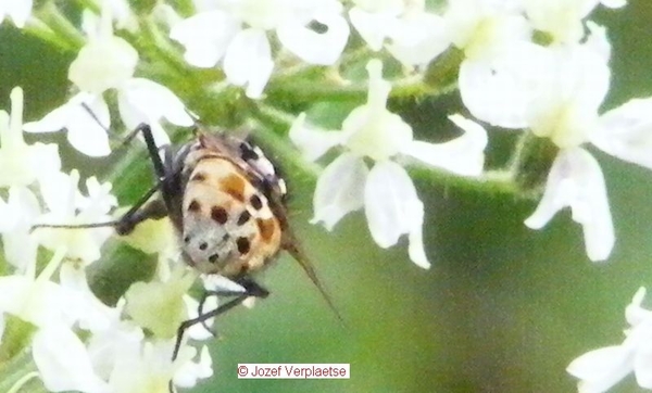 Graphomyia maculata man     soort huisvlieg