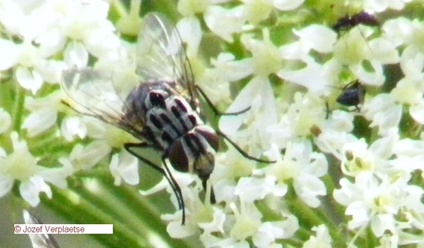 Graphomyia maculata vrouw     soort huisvlieg