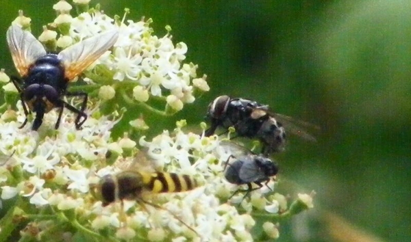 oefening 1  welke insecten zie je hier