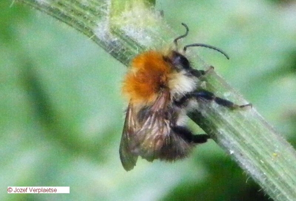 Akkerhommel Bombus agrorum   Epidae