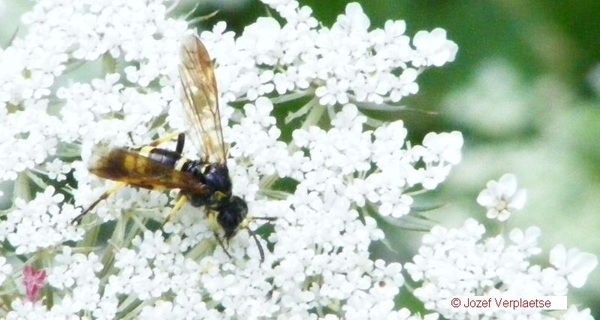 Cephus pygmaeus   Cephidae