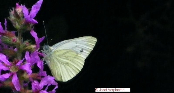 Klein geaderd witje man Pieris napi (Pieridae)