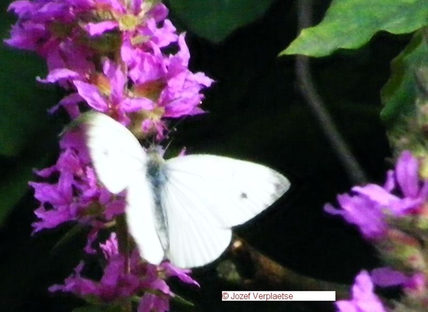 klein koolwitje man Pieris rapae (Pieridae)